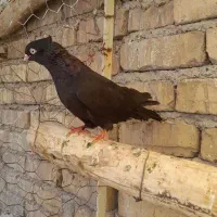 کفتر زاغ ماده