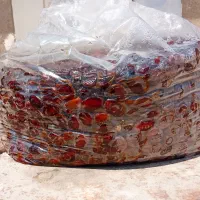 خرمای گنتار امسال کیلو 150 خورموج