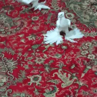 آغ کاکلی یک جفت.