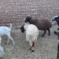 بره ماده