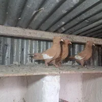 کفتر ماده سرک