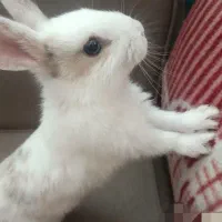 بچه خرگوش