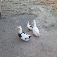 اردک