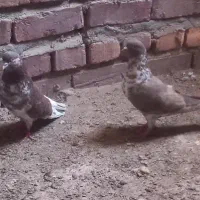 کبوتر|پرنده|خاش, |دیوار