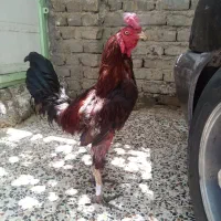 خروس دورگه لاری