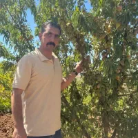 فروش انوع نهال بادام فرانیس و ... صادرات محور