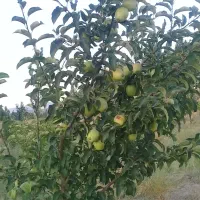 باغ-خوش-آب-و-هوا-در-جاده-ورزقان-روستای-سرند