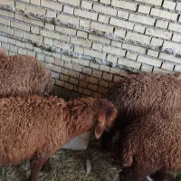 بره|حیوانات مزرعه|شادگان, |دیوار