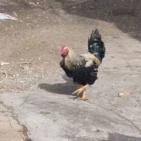 مرغ و خروس کوردی