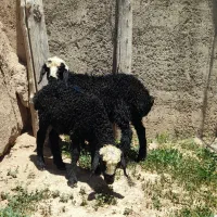 بره ماده