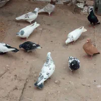 کبوترپرشی