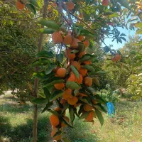 خریدار خرمالو