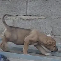 توله سرابی اصیل