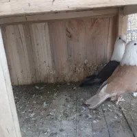 کل سفید نر ماده