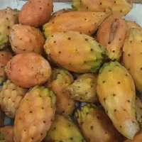 میوه کاکتوس آمریکایی