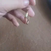 طلا