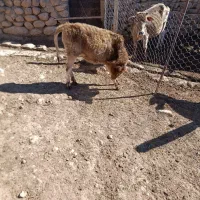 حیوانات مزرعه