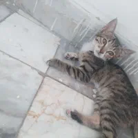 واگذاری رایگان فوری بچه گربه
