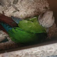 ی جفت گرینچیک