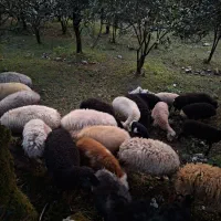 فروش تعدادی گوسفند (بره)نرماده