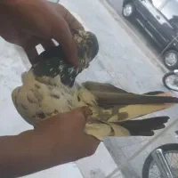 کبوتر ناجلد