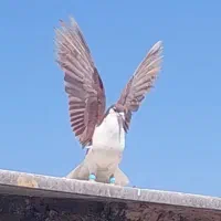 کبوتر