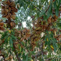 فروش مستقیم نهال لیبلدار تضمینی از نهالستان