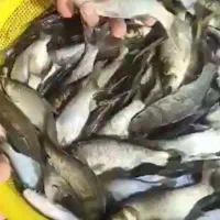 بچه ماهی گرمابی کپور امور و...