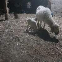 میش با دو بره نر سه روزی هست زایید