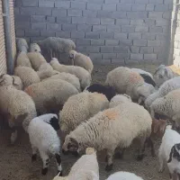 بره نر قربانی سفید شاخی چاق