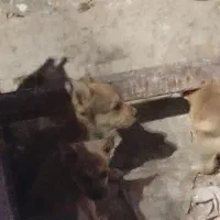 توله پاکوتاه