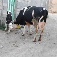 گاو سمینتال شیری با گوساله