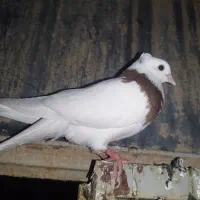 کبوتر طوقی