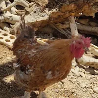خروس پا کوتاه