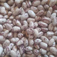 لوبیا چیتی