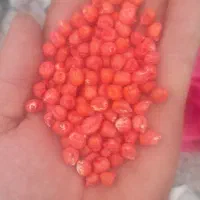 زرت|لوازم جانبی حیوانات|اردبیل, |دیوار