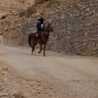 اسب در باغملک