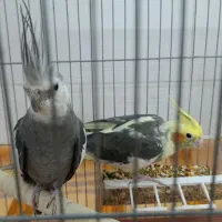 جفت عروس هلندی