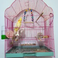 عروس هلدی