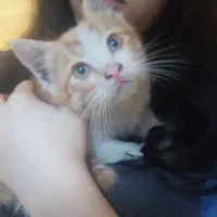 گربه ماده خانگی سلامت و خوشگل بازیگوش