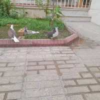 کبوتر|پرنده|تربت‌حیدریه, قائم|دیوار