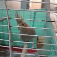 عروسی هلندی خوشگل و ناز  ماده