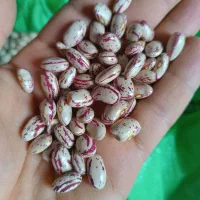 فروش بذر لوبیا