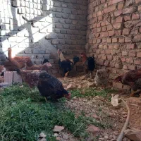 مرغ و خروس نژاد دار