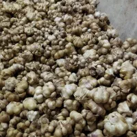 فروش سیر خشک فله  سیر باکیفیت عمده