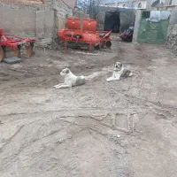 سگ گله|سگ|اردبیل, |دیوار