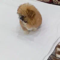 توله سگ