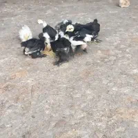 جوجه نژاددار