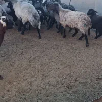 بره قوچ شیشک