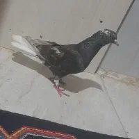کفتر سار سرور چپ ساده دم سفید همه نر پرشی قلدر